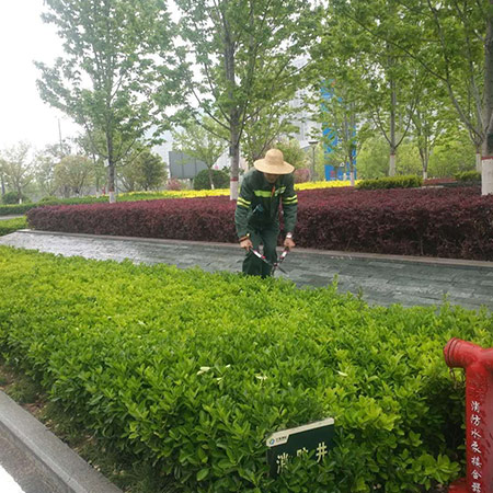 绿化养护