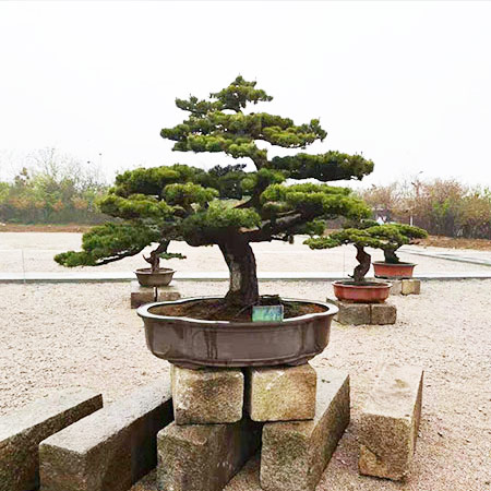 罗汉松