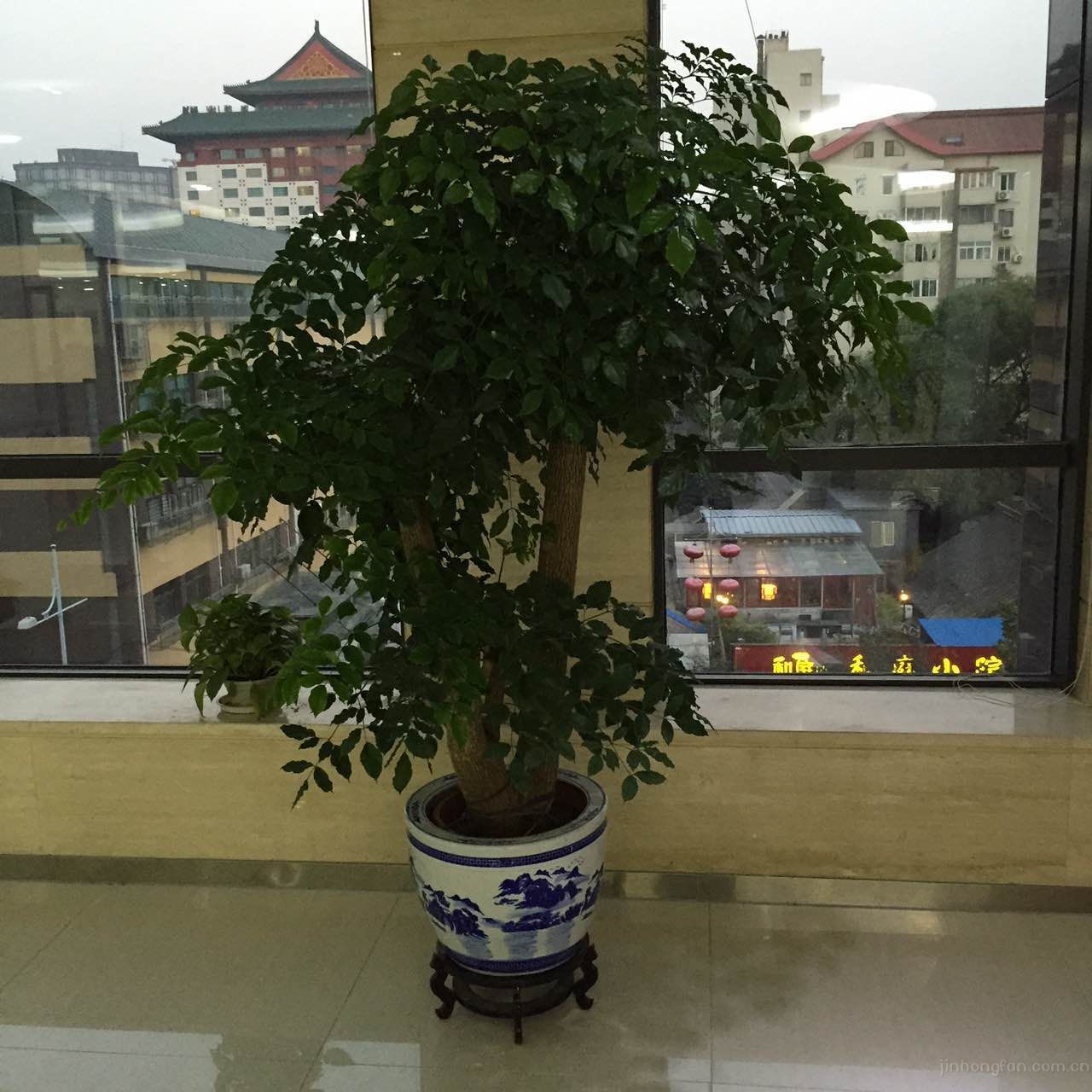 幸福树