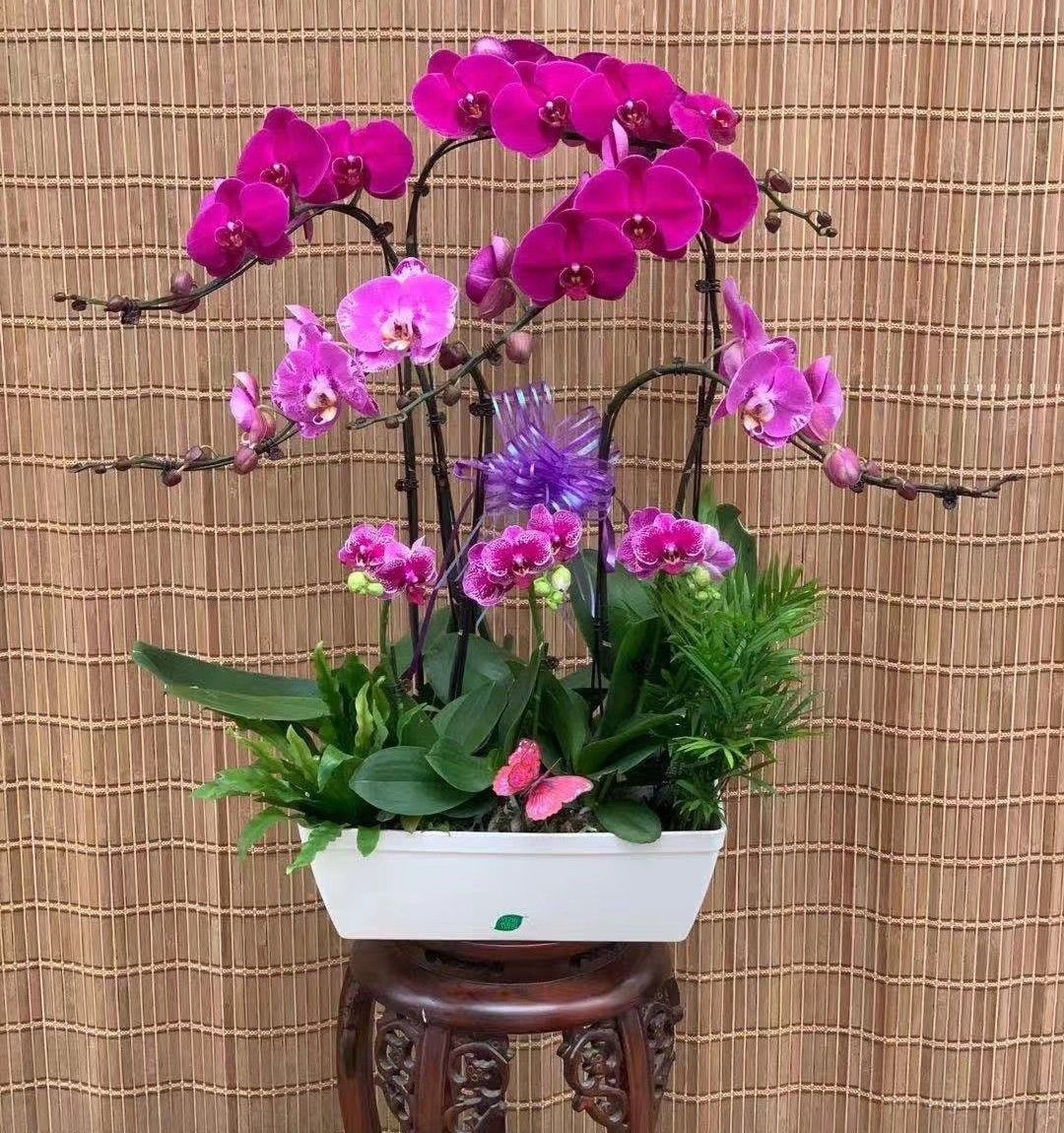 蝴蝶兰