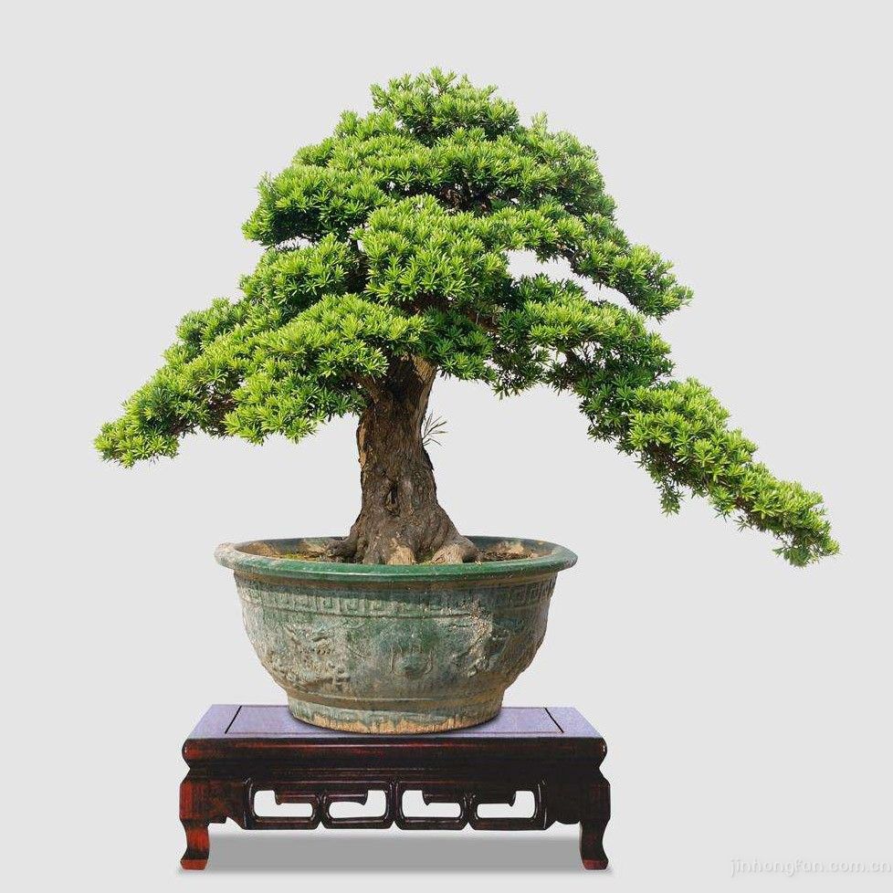 罗汉松