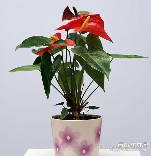 红掌